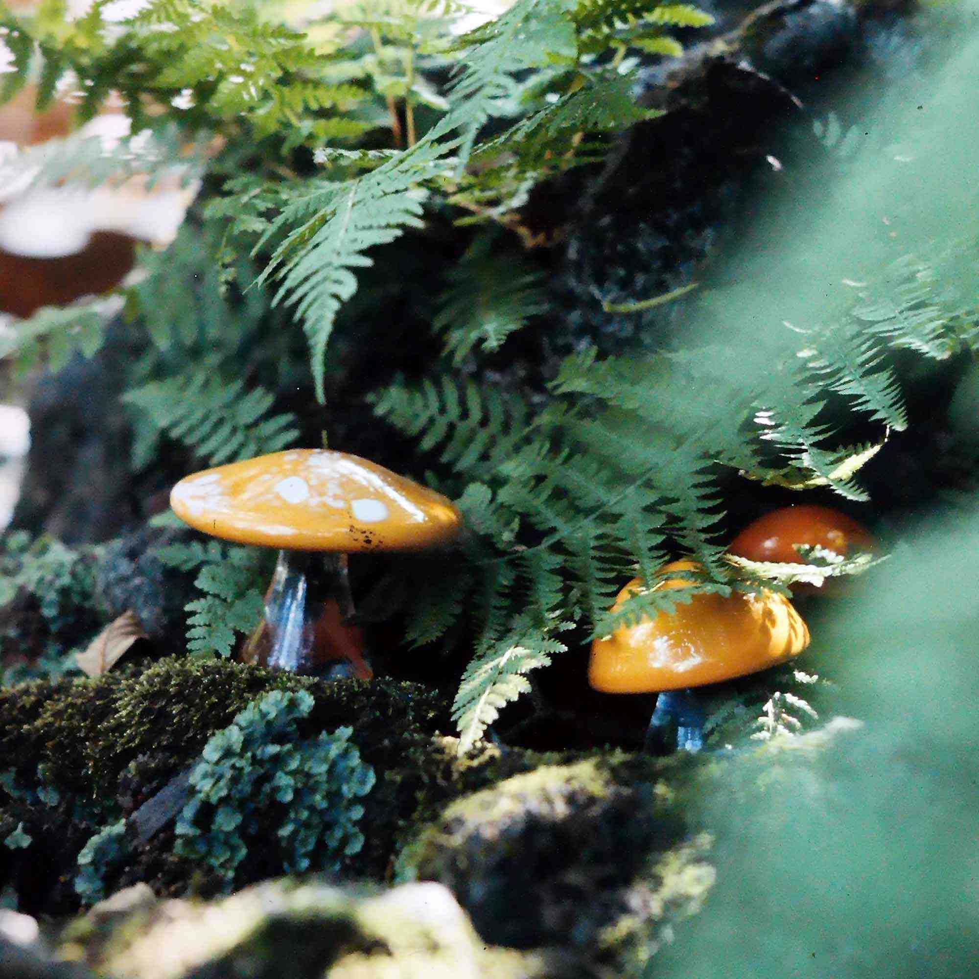 Glassvampar i skogen, Foto: John Selbing